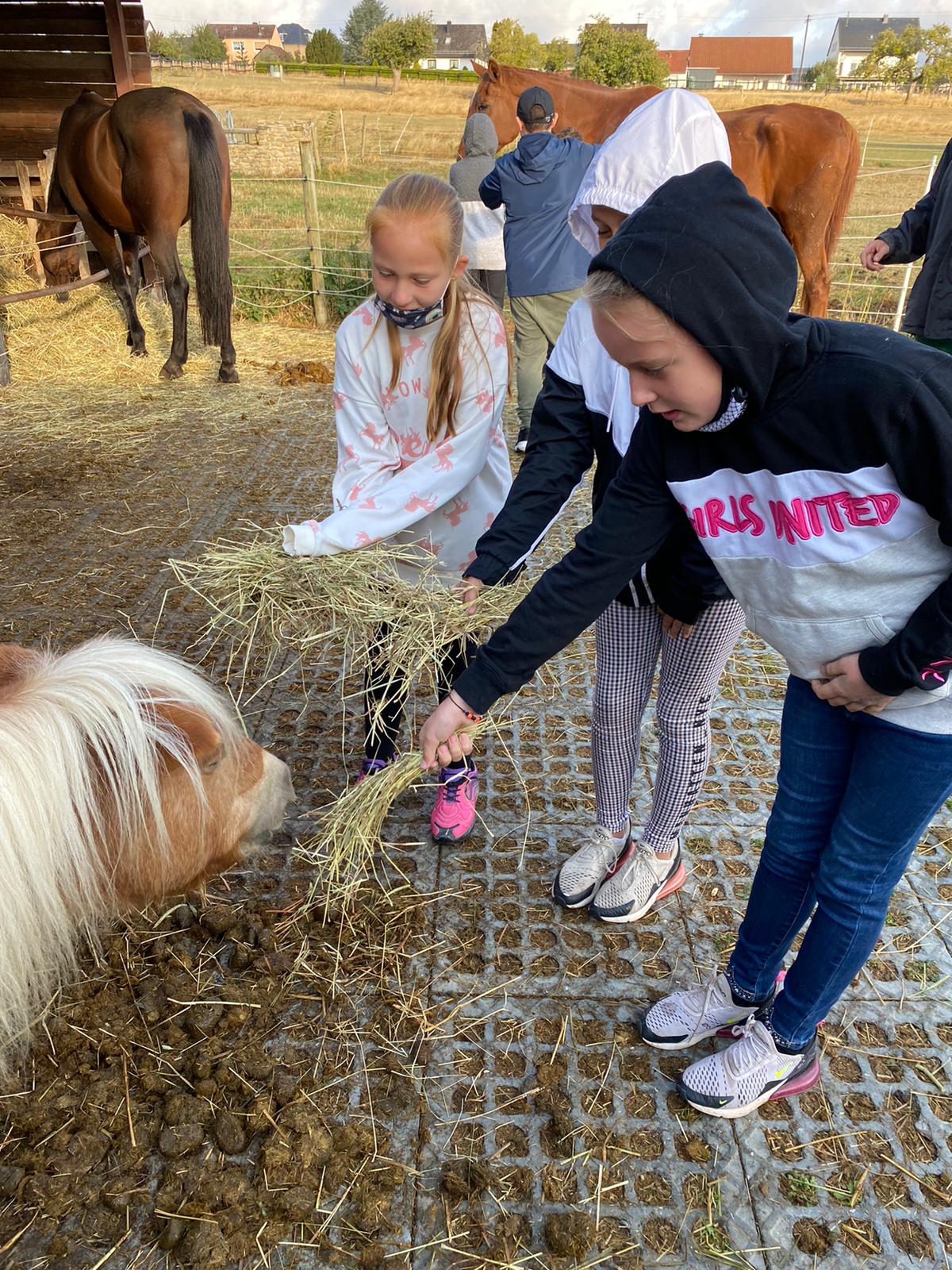 Erlebnispädagogik: Reiten